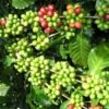 DALAKON 0.25kg Premium Natural Processed Coffee Beans Classic Italian Espresso Blend