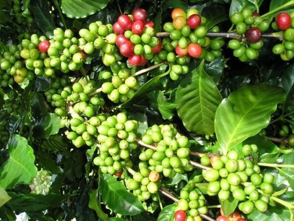 DALAKON 0.25kg Premium Natural Processed Coffee Beans Classic Italian Espresso Blend
